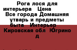 Рога лося для интерьера › Цена ­ 3 300 - Все города Домашняя утварь и предметы быта » Интерьер   . Кировская обл.,Югрино д.